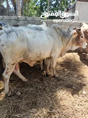  6 live somali cows