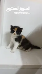  3 قطط صغيره شيرازي أمريكي للبيع