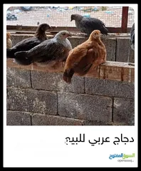  1 دجاج عربي للبيع