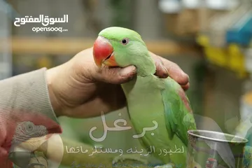  11 عرض الاسبوع ببغاء كساندرا اليف مميز حمامة  متكلم بطلاقة اقرأ الوصف