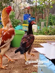  4 باكستاني، براهما، امهات لاحم فرخات عمر 3 شهور  صوص باكستاني حر  ديوك باكستاني خط أول و فرخات شغالة