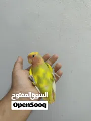  9 لافبيرد اليف