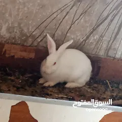  1 ارانب للبيع اناثي شغالة وذكور