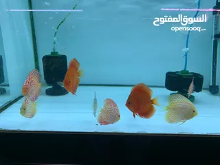  5 New ornamental high quality fishes