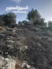  3 ارض مزروعة زيتون للبيع