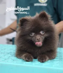  4 Whatapp only 4 months  fully vaccinated date of birth 30/4/2024 pure pomeranian breed