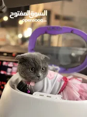  1 قطة سكوتش 8 شهور