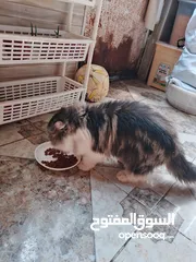  2 قطة انثى هملايا