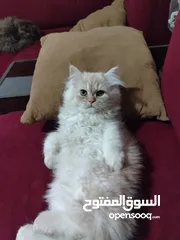  2 قطط هملايا للبيع