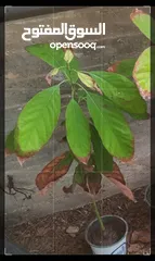  3 شتل افوكادو