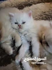  14 privat kitten sheraz pure 2 months  قطط شيراز بيور اصلى عمر  شهرين ياكلون دراى فود