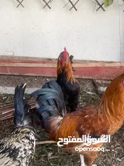  2 ديك 2 عمانيات