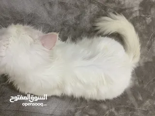  8 قط شيرازي جميل