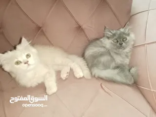  3 قطط شيرازي للبيع