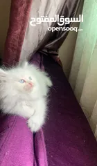  1 Fluffy Kitten