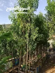  15 اشجار نباتات