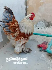  5 ديوك براهيمي للبيع  اتصل لمعرفت السعر والسعر منخفض لحق حالك وتل أو ابعث رساله