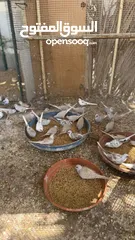  5 Dove bird pigeon دوف مكس للمهتمين للتربية منتج