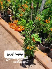  1 متوفر جميع انواع الاشجار المثمرة والزينة والورود وخدمة الزراع وتنسيق الحدائق وجميع انواع القواير