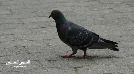 3 حمام للبيع بسعر مناسب جدا نار