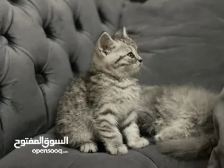  8 كتن سكوتش فولد و ستريت وام منتجه