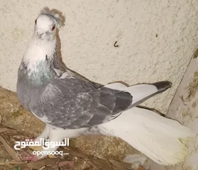  12 حمام جواز بصلات على نبي الحبه ب دينارين واغلبو تحتيو فراخ وبيض