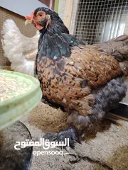  7 باكستاني، براهما، امهات لاحم فرخات عمر 3 شهور  صوص باكستاني حر  ديوك باكستاني خط أول و فرخات شغالة