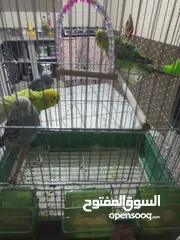  4 طيور حب اقرأ الوصف مهم