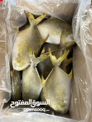  14 مطلوب ممول مالي لمشروع استيراد و تصدير الاسماك المجمدة للعراق و مصر