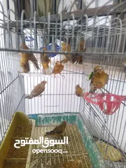  2 كنار  فراخ كراز  وجوز