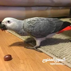  2 Very Friendly African grey parrot  Males and female