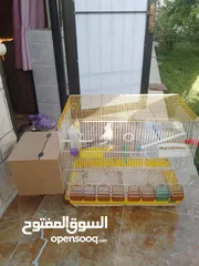 1 جوز ببغاء كوكتيل