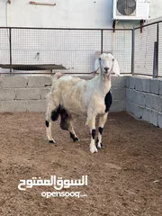  4 شاه شامي ع قبرصي