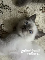  9 للمهتمين فقططط قطط للبيع سيامي وبريتش