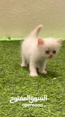  6 قطط صغيره  ابيض اللون