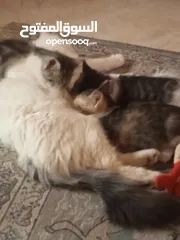  1 قطط للتبني الام سنه ونص والكتنز شهرين ونص