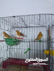 1 طيور للبيع