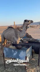  1 بكره للبيع ماشاءالله سمينه تصلح لتربيه وتصلح للعقر خاليه من كل عذروب