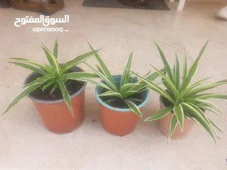  1 spider plant