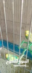  5 جواز حب شغاله