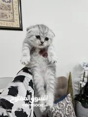  4 قطط سكوتش فولد  scotich fold kitten