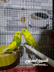  3 عصافير حب و فيشر للبيع