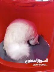  7 لتر بوكس حجم كبير للبيع مع صحن اكل مزدوج مع علبة شامبو قطط 500 ml