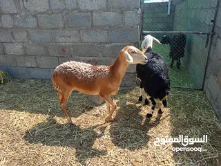  3 اغنام هجين نجدي بضاعه طيبه