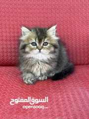  14 ماشاء الله قطط سكوتش فولد احجام ممتازه وصحه كويسه شاهد الوصف كامل