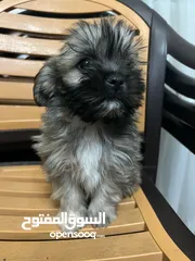  1 كلاب فرنش تيرير