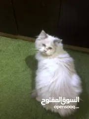  2 ذكر وانثى و5 قطط صغار