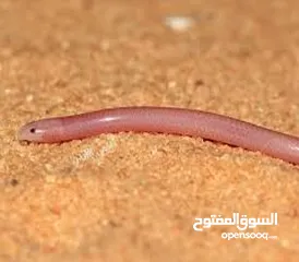  4 مطلوب زواحف و حشرات و حيوانات برمائية لتصوير افلام وثائقية