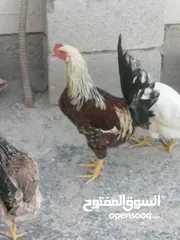  1 ديج عرب اصلي رجلين صفر يعوعي ويكفش ودجاجه مالات السنه الدجاجه عل وجه بياض نفس العمر