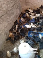  5 صوص بلدي  بناديق بكستاني  صحه ونضافه